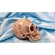 CALAVERA CELTA