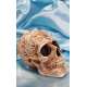 CALAVERA CELTA