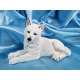WINTER WOLF-LOBO BLANCO