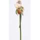 ORQUIDEA-STEM FLITTYZ-SHEILA WOLK