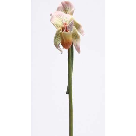 ORQUIDEA-STEM FLITTYZ-SHEILA WOLK