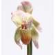 ORQUIDEA-STEM FLITTYZ-SHEILA WOLK