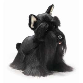 SCOTTISH TERRIER-YOMIKO
